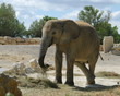 éléphant
