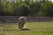 Running white rhinoceros (Ceratotherium simum)