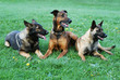 Hunde