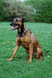 Schäferhundmischling
