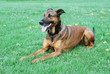 Schäferhundmischling