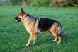 Deutscher Schäferhund