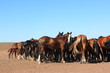 Horse herd grazing on the steppe red clay hills