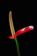 Anthurium red flower