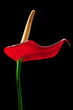 Red anthurium flower