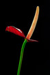 Red anthurium flower