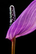 Close up of violet anthurium flower