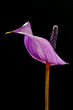 Violet anthurium flower