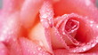 Video: Rose Rose