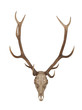 Horns of an animal