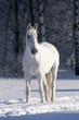 white horse stallion portrait