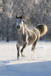 white horse runs trot