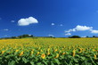 culture du tournesol