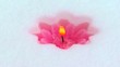 pink candle in the snow