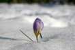 Crocus at the end of winter