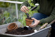 A young man planting potting strawberry plants on an allotment