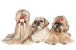 Three dogs Shih tzu lie on a white background Three dogs Shih tzu lie on a white background