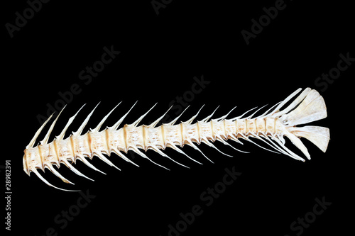 Photo: fishbone fishbone