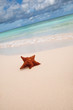 Red starfish on a sand beach Red starfish on a sand beach