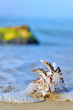 shell on sand shell on sand