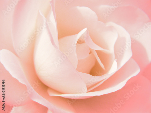 Foto: Rosenblüte Rosenblüte