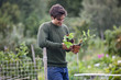 A young man on an allotment, holding strawberry plants