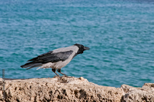 Photo: Crow at the seaside Crow at the seaside
