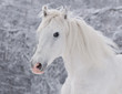 white horse in winter