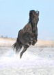 black horse in winter