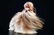 Shih tzu on a dark background Shih tzu on a dark background