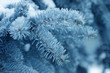 The fur-tree branch covered with hoarfrost