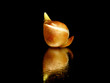tulip bulbs tulip bulbs