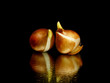 tulip bulbs tulip bulbs