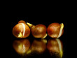 tulip bulbs tulip bulbs