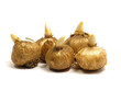 crocus bulbs