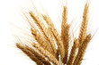 wheat isolated on white