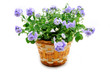 Blubell in the pot
