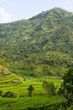 Photo: Bali Rice Paddy Bali Rice Paddy