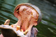 Hippopotamus amphibius
