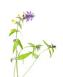 Melampyrum nemorosum L., Scrophulariaceae