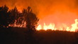 Forest fire at night Forest fire at night