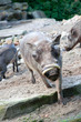 African warthog in nature African warthog in nature