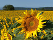 tournesol