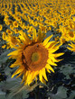 tournesol