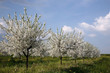 cerisier en fleur