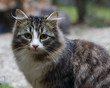 chat
