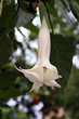 fleur