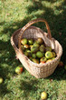 pomme