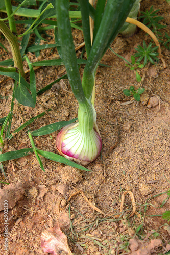Photo: Shallot stem Shallot stem