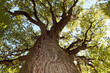arbre